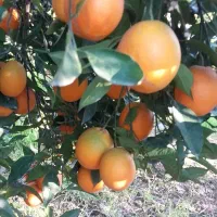 پرتقال درجه یک|خوردنی و آشامیدنی|دابودشت, |دیوار