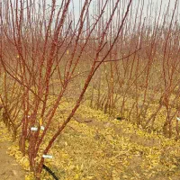 فروش عمده و جزئی نهال‌های میوه و بادام مجوزدار