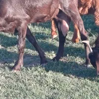 بز دوقلوزا|حیوانات مزرعه|گتوند, |دیوار