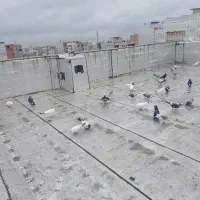 کبوتر پرشی|پرنده|ساری, |دیوار
