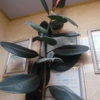 گل فیکوس خیلی بزرگ حدودا 3متر