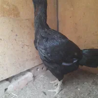 مروغ لاری نداشتن جا بفروش میرسد