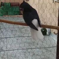 زاغ دم سفید نر و ماده|پرنده|تهران, شهرک طالقانی|دیوار