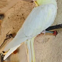 عروس هلندی لوتینو|پرنده|صدرا-فارس, باغشهر گلبهار صدرا|دیوار