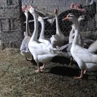 قوغاز چینی