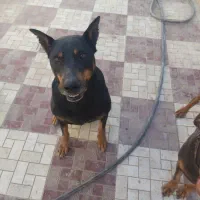 دوبرمن|سگ|کرج, خرمدشت|دیوار