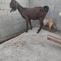 تالی پاکستانی|حیوانات مزرعه|فین, |دیوار