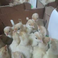 فروش بوقلمون بیوتی یک روزه