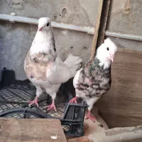 کبوتر طوقی هفت رنگ نازار