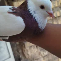 کوی سیاحی