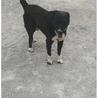 سگ -گمشده|حیوانات|بومهن, |دیوار