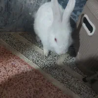 خرگوش زبل چشم شرابی