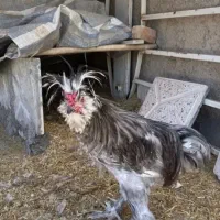 خروس لهستانی جوجه ۹ماه