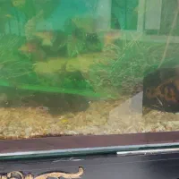 اکواریوم 120.سانتی سکوریت