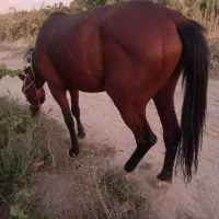 اسب|اسب و تجهیزات اسب‌سواری|شیراز, اکبر آباد|دیوار
