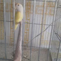 مولد عروس هلندی کو توله|پرنده|قم, علی آباد سعدگان|دیوار