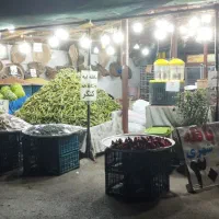 کارگر زن برای کنگر و باقله پاک  کردن