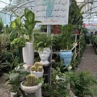 فروش انواع گل وگیاه با کیفیت صادراتی