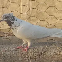 کبوتر پرشی عالی
