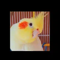 2عدد عروس هلندی +قفس و کلیه وسایل