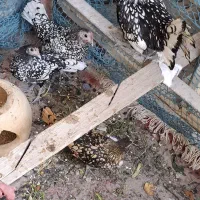 سلام مرغ جوجه لهستانی گلین گردن لیت خروس وجوجه