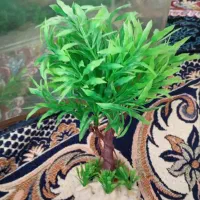 لوازم اکواریم|ماهی|مشهد, قائم|دیوار