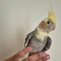 عروس هلندی نر نژاد گل باقالی کاکل طلا آموزش دیده