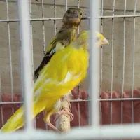 قناری نر مست|پرنده|بهبهان, |دیوار