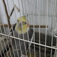 عروس هلندی رام