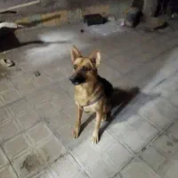 سگ ژرمن