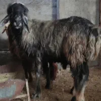 12،میش آبستن دور نزدیک دو قدچ