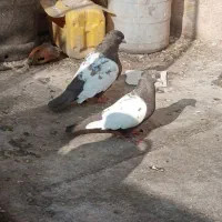 چهار جفت سینه پای هم جفتی 500پانصد|پرنده|زبرخان, |دیوار