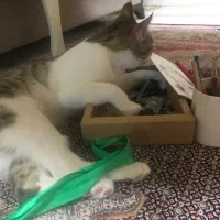 گربه گمشده|گربه|ارومیه, |دیوار