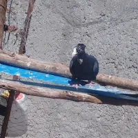 ماده سیاه پلنگ وسینه سیاه ماده