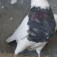 طوقی خال قدیم.زرین. کرم شکلاتی زیره ای نجف اباد