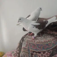 کبوتر ماده|پرنده|هشتگرد, شهرک بعثت|دیوار