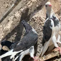 کفترابلغ سفیدسین ماش کل دم سیاه|پرنده|قم, زاد|دیوار