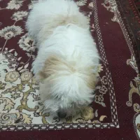 سگ پاکوتاه شیتزوکراس