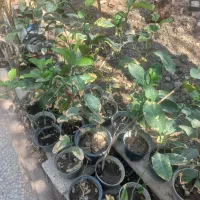 گل و گیاه|گل و گیاه طبیعی|خرمشهر, |دیوار