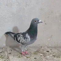 کبوتر