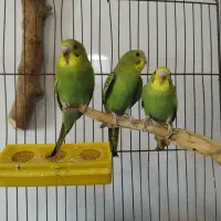 مرغ عشق