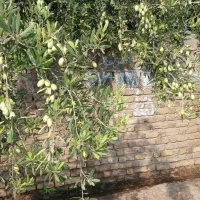 زیتون ماری