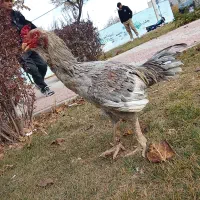 خروس لاری ۱سال و ۸ ماه|حیوانات مزرعه|قیدار, |دیوار