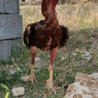 خروس لاری اصل