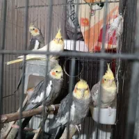 عروس هلندی|پرنده|ساوه, |دیوار