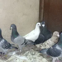 کفتر مسافتی پلاکی|پرنده|قم, انسجام|دیوار