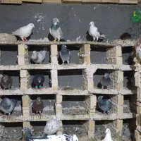 کبوتر|پرنده|مشهد, کارمندان دوم|دیوار