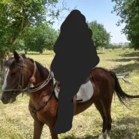 اسب مادیان