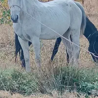 مادیون شی دانگ|اسب و تجهیزات اسب‌سواری|ارومیه, |دیوار