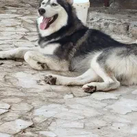 سگ هاسکی معاوضه با|سگ|رضویه, |دیوار